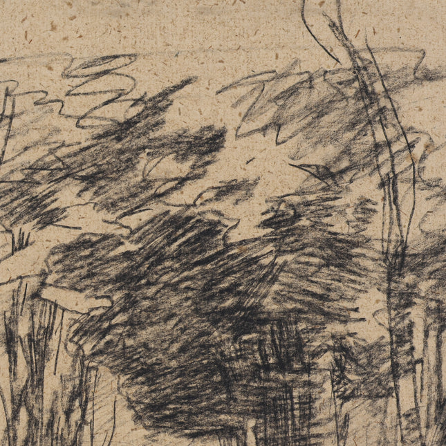 Reeds at the water's edge