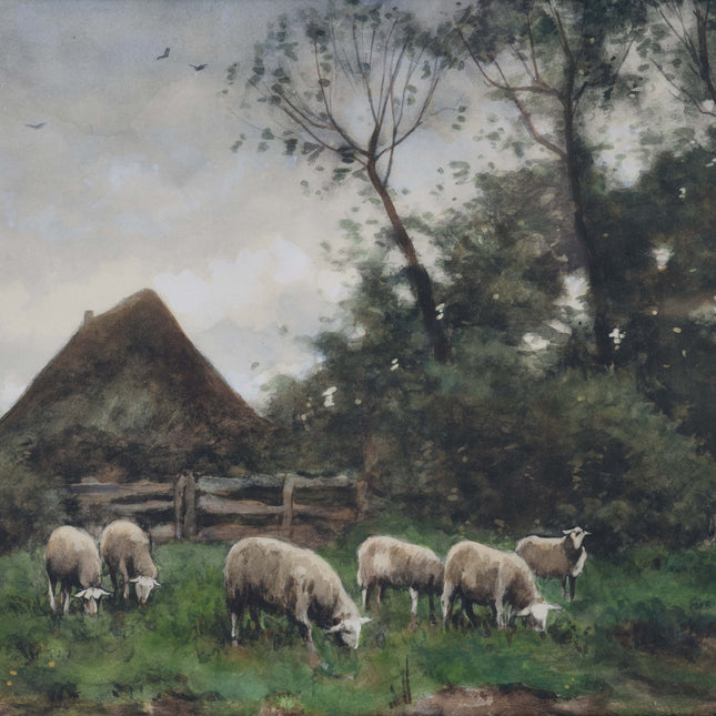 Schapen in de wei